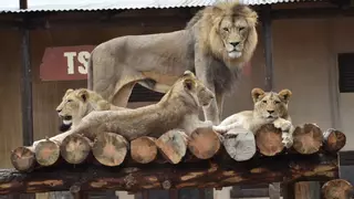 Terra Natura Murcia celebra el Día del León con una actividad especial