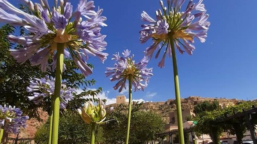 Flores resistentes en el Parque de La Mujer para hacer frente a las altas temperaturas de la época estival.