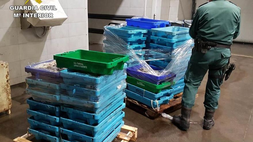 La Guardia Civil incauta 316 kilos de pescado inmaduro a la venta en Altea