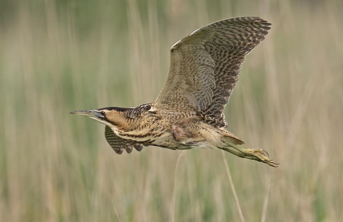 Avetoro común en pleno vuelo.