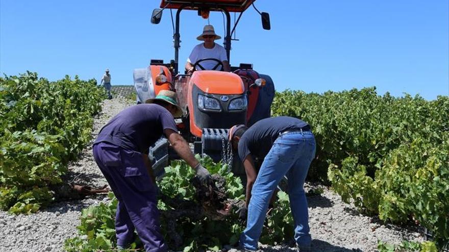 Las cooperativas agroalimentarias alertan de la pérdida de viñedos