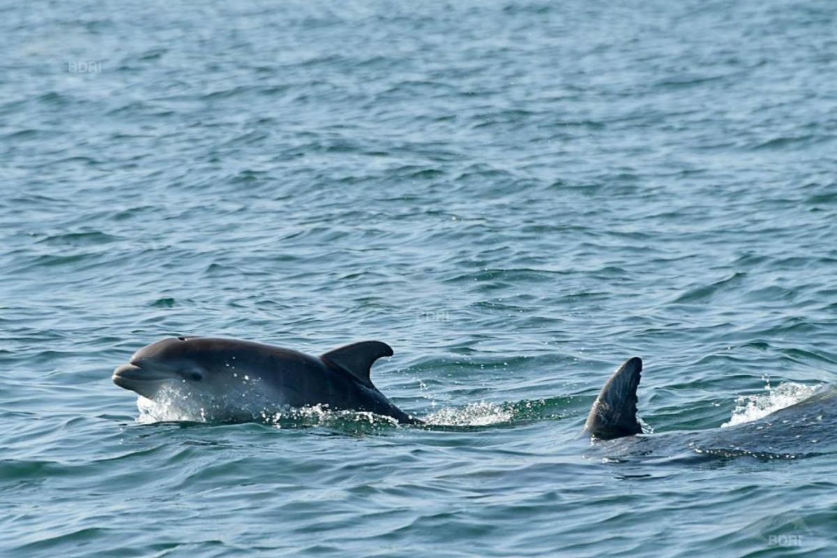 Localizan en perfecto estado al delfín nacido hace un par de semanas en Arousa