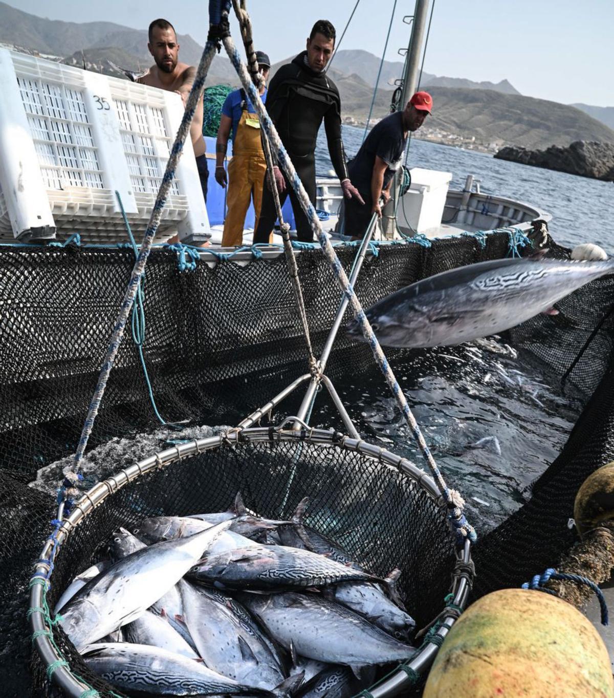 La UE autoritza 143 dies de captures al Mediterrani