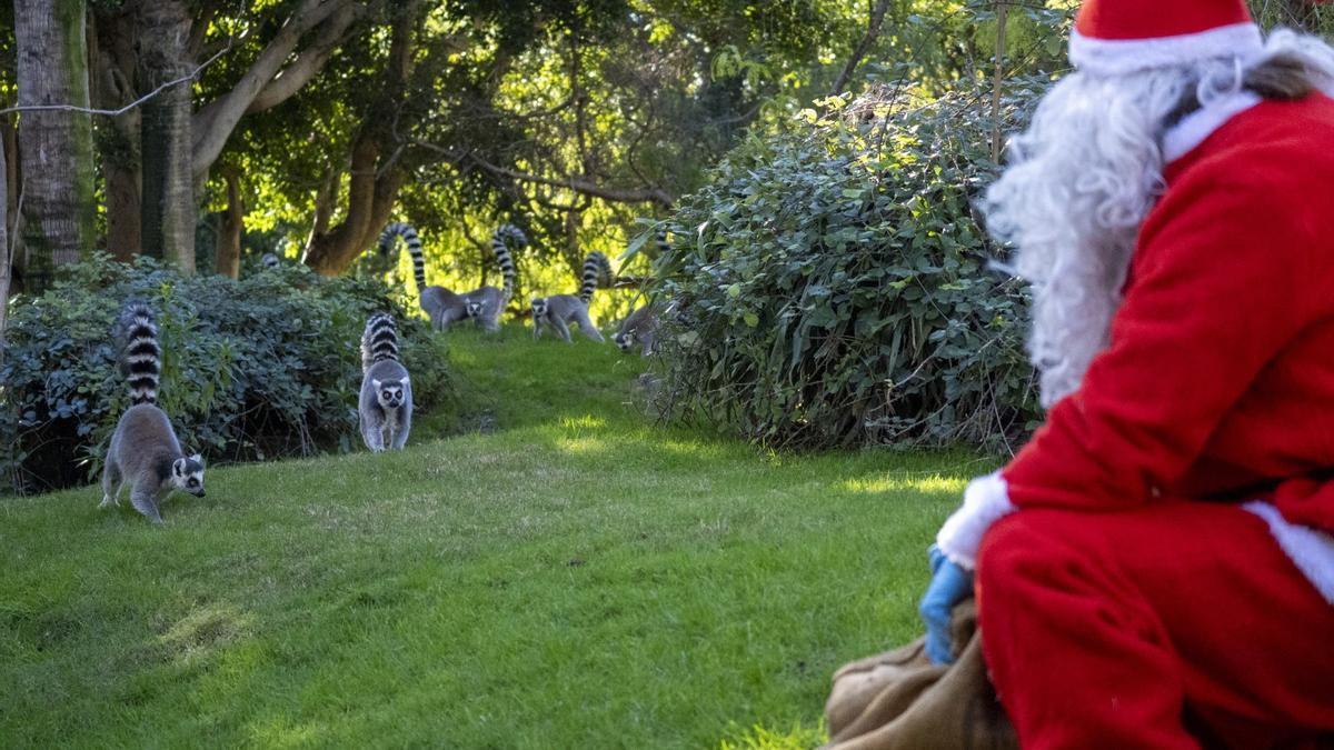 Los lemures atentos a la llegada a Papá Noel