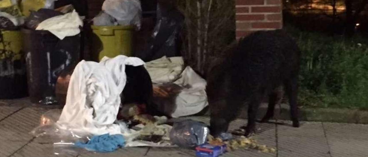 Un jabalí revolviendo entre la basura en la calle Pedro Masaveu.