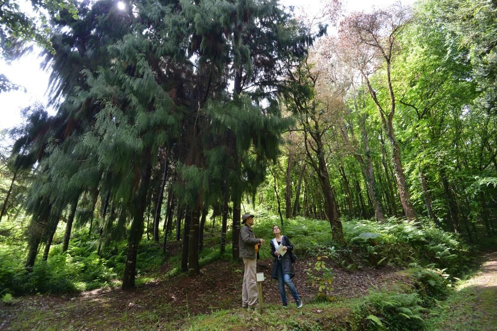 El Jardín Botánico de Lourizán, un pulmón verde