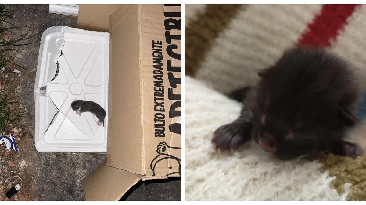 Abandonan a dos crías de gato en un contenedor de Ontinyent