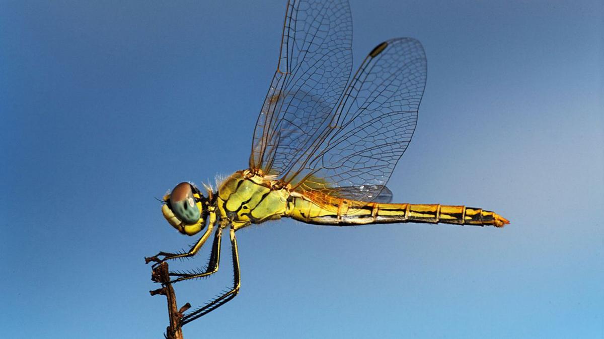 Libélula fotografiada en la playa de es Codolar