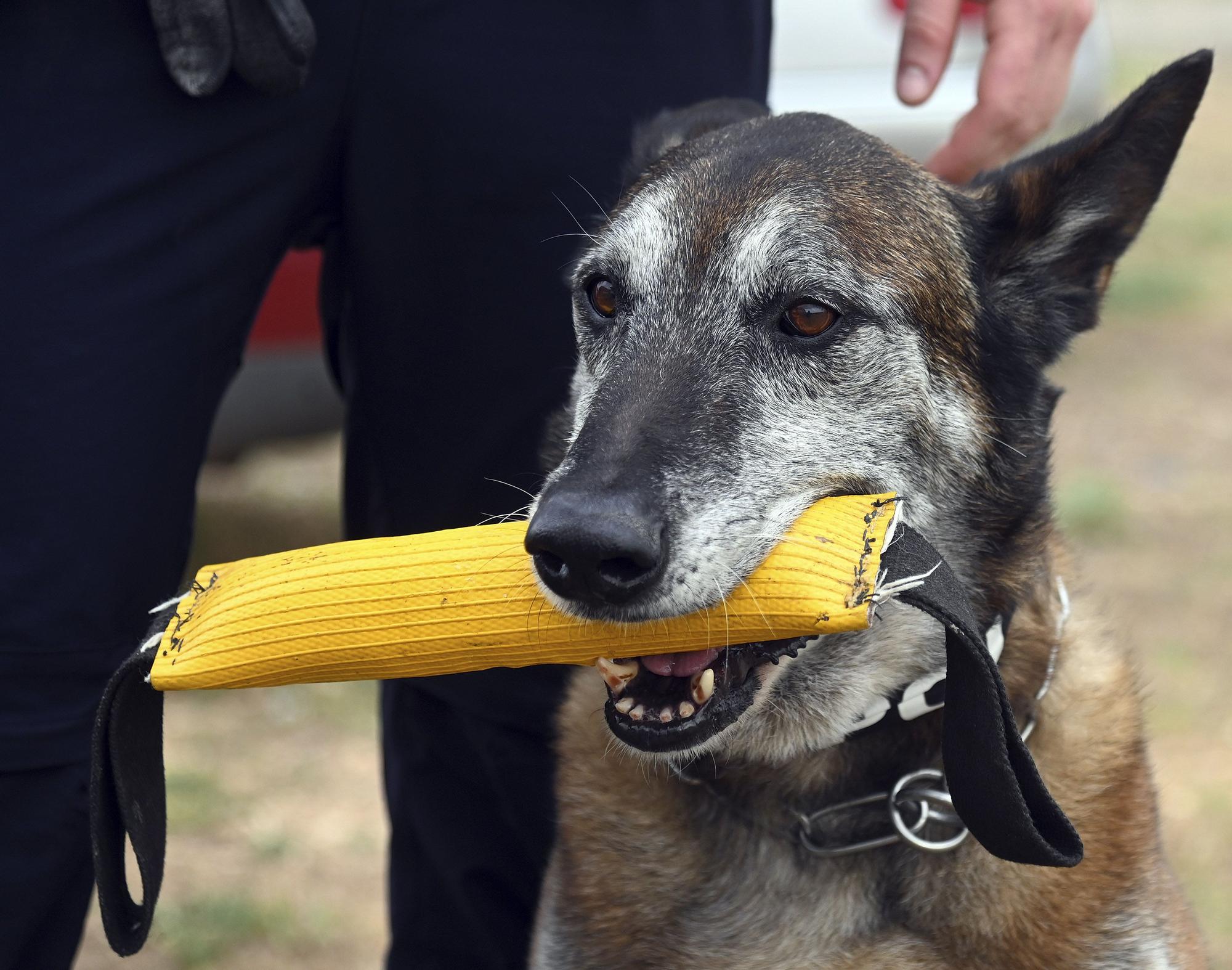 GALERÍA | Perros policía de la unidad canina de Burgos