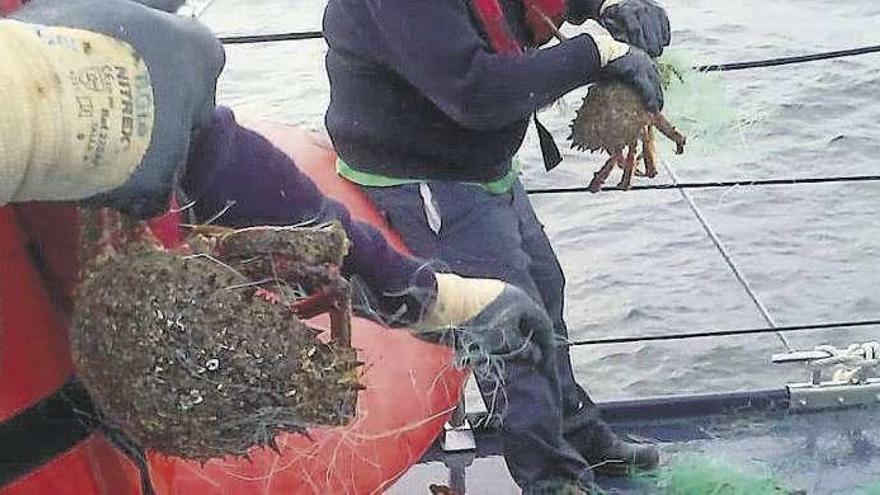 Efectivos de Gardacostas liberan centollas para devolverlas al mar.