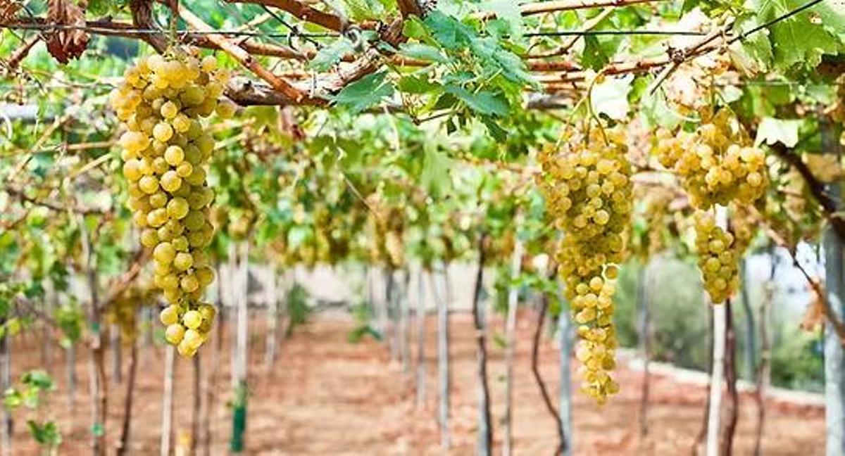 Aus den Weintrauben der Bodega Can Pico entsteht der beliebte Weißwein Malvasia.