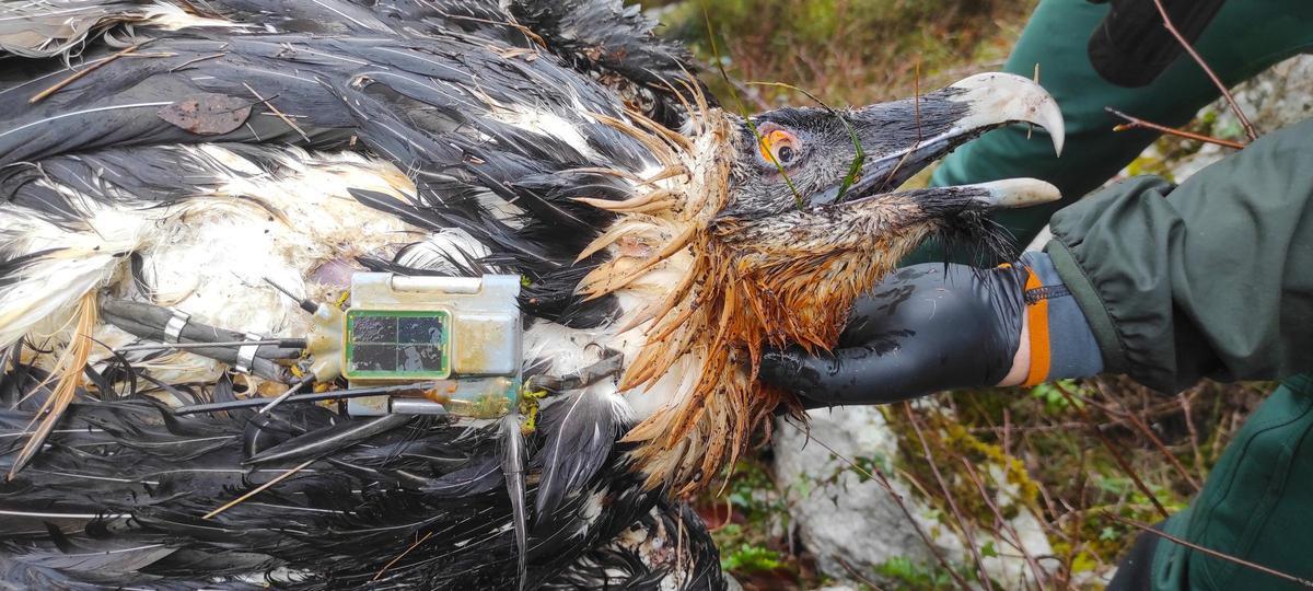imagen del quebrantahuesos Centenario, que ha fallecido por envenenamiento.