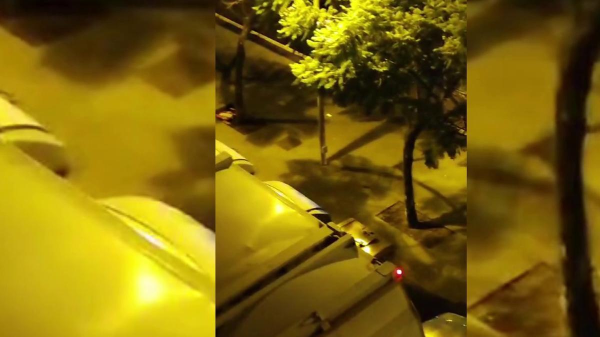 Ratas en el Puente Zurita de Tenerife