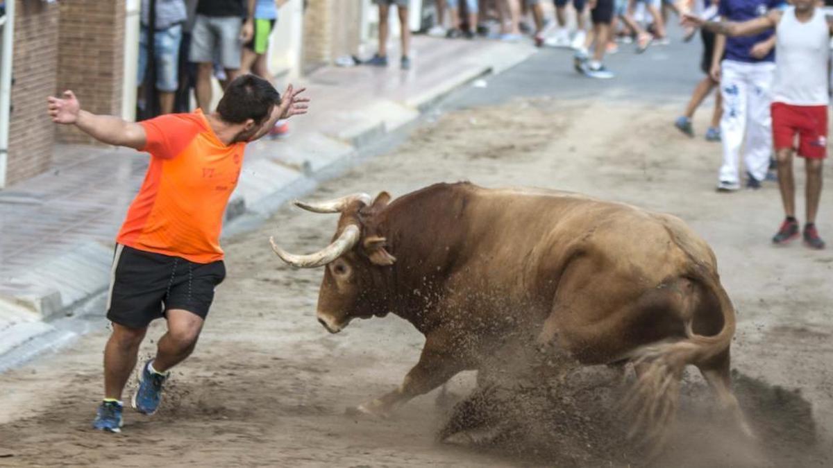 Alboraia seguirá celebrando bous al carrer.