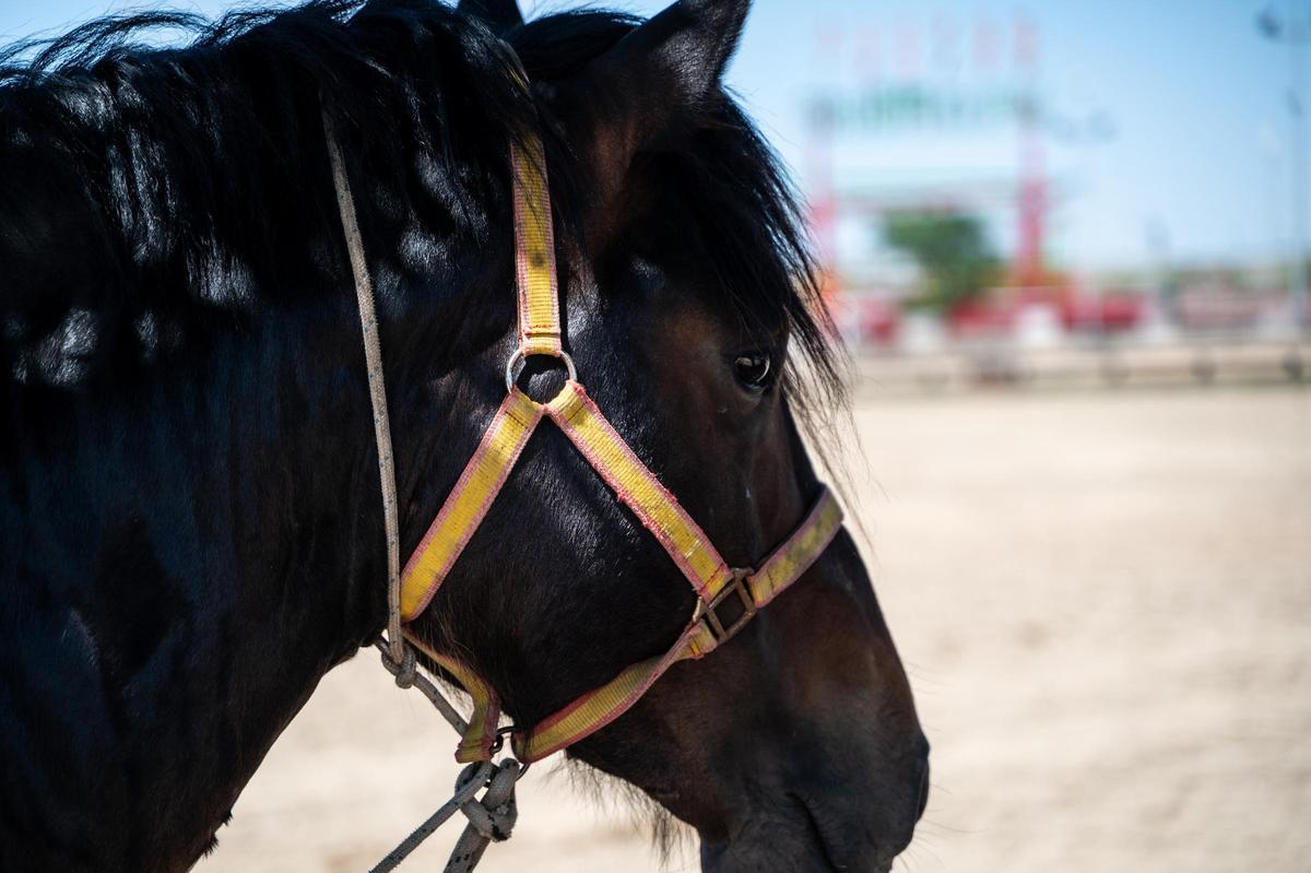 Galería | Feria de ganado en Cáceres