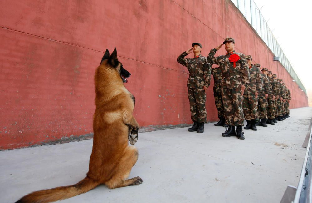 An army dog stands up as retiring soldiers ...