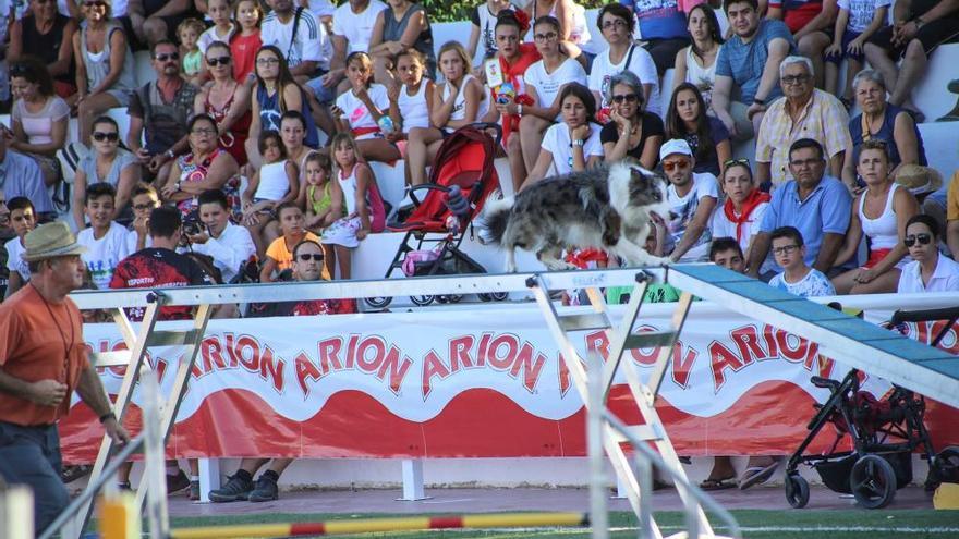 Cornadas de diversión en la Feria del Ganado de Dolores