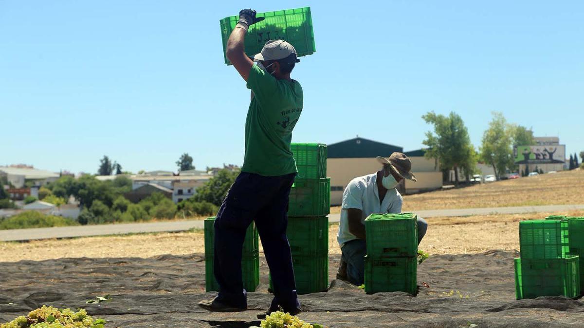 Trabajadores del campo.