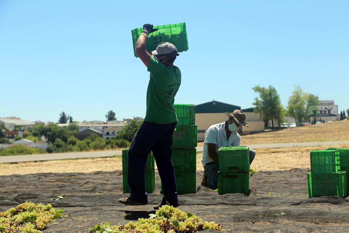 La alerta sanitaria marca el arranque de la vendimia en Montilla-Moriles