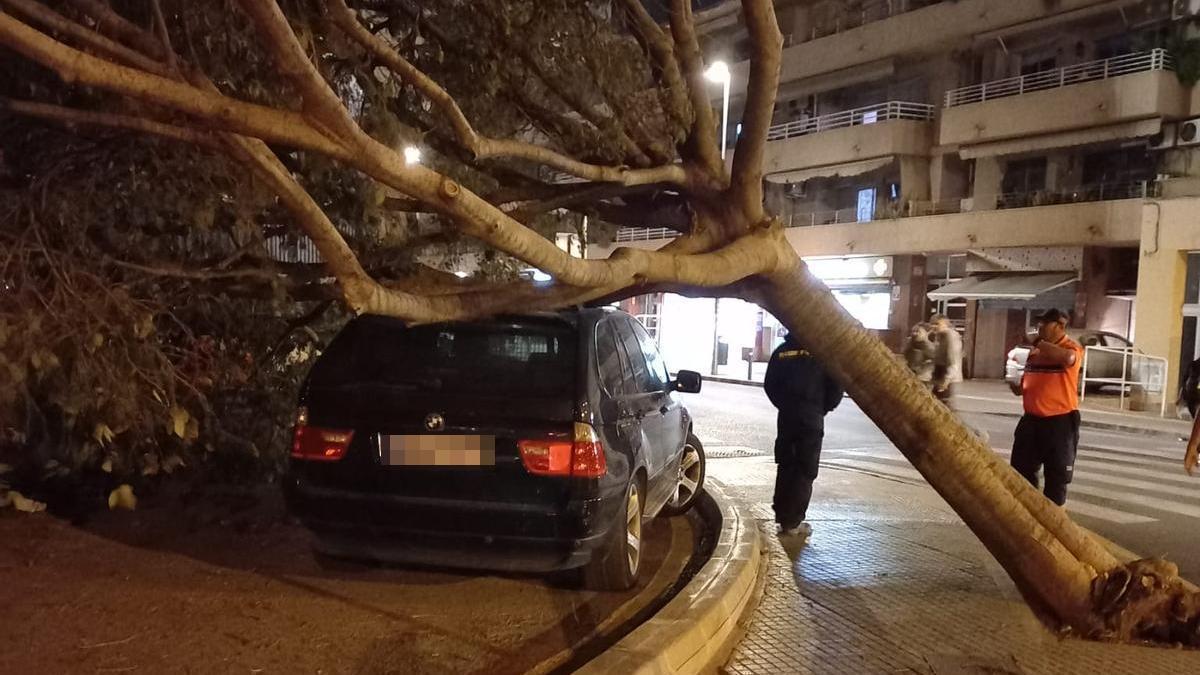 Árbol derribado sobre un coche por las fuertes rachas de viento en Palma.