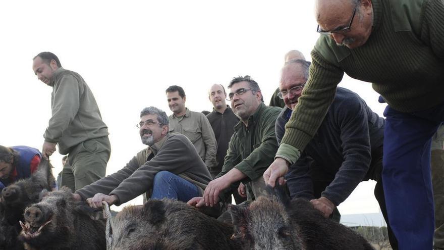 La caza denuncia las trabas de la Conselleria a las capturas de jabalíes