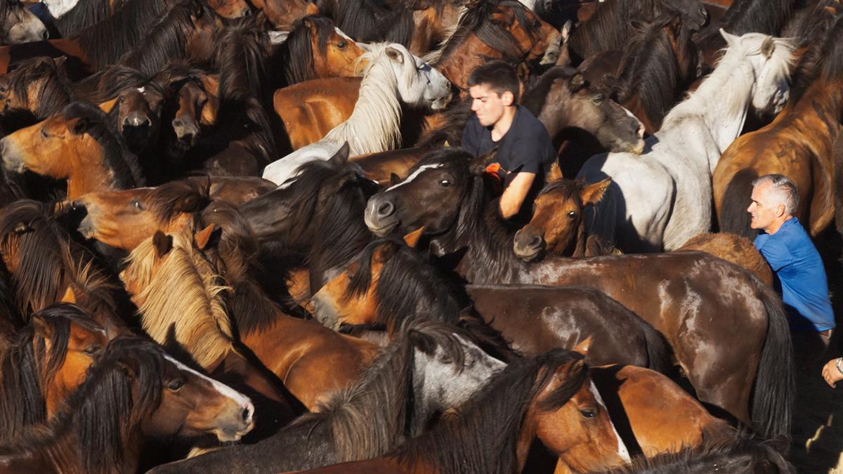 La Rapa das Bestas de Sabucedo reúne a los caballos que viven en libertad en los montes gallegos y conserva una tradición transmitida durante generaciones.