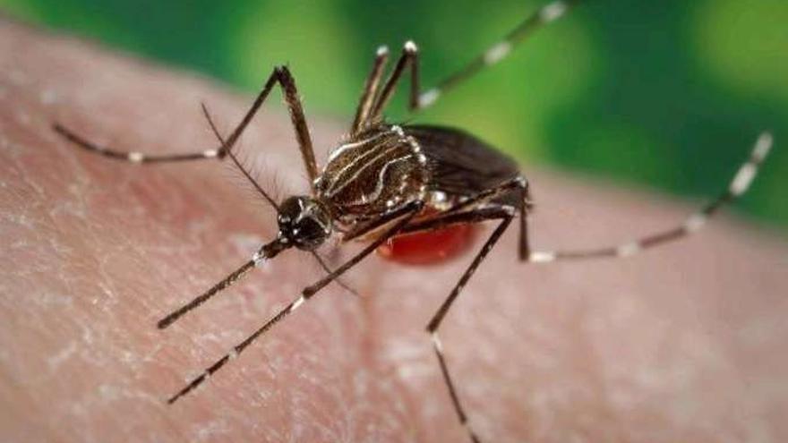 Ejemplar de mosquito &#039;Aedes aegypti&#039;