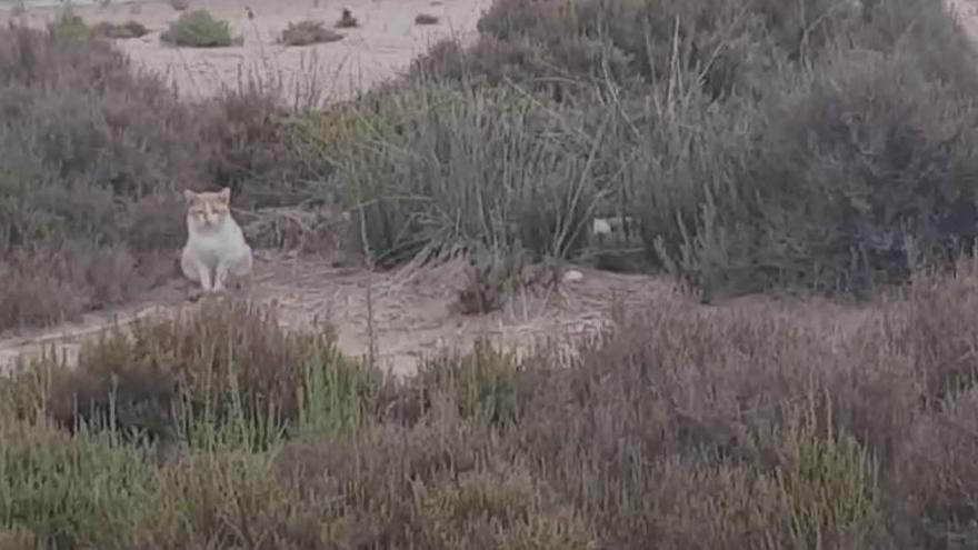 Gatos en l'Estany de Pujol