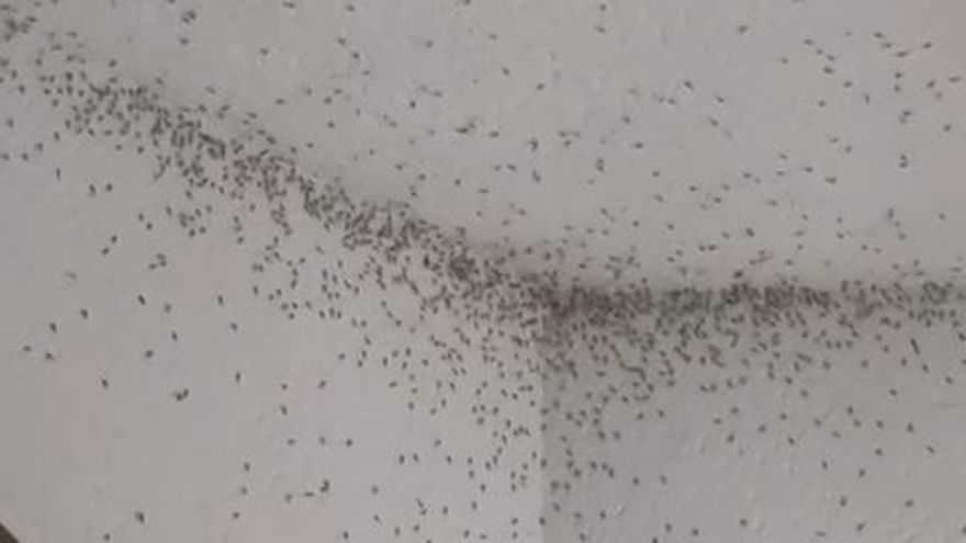 La invasión de insectos dípteros a una de las casas de los vecinos de Altorreal
