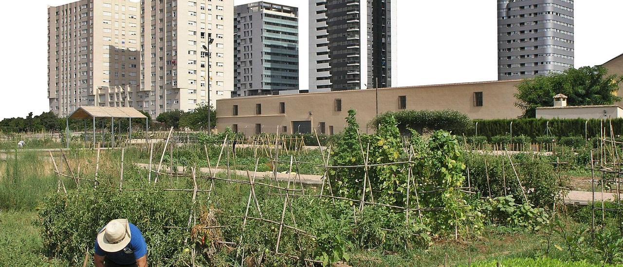 Huertos en la Torre (Pobles
del Sud) con las torres de
Sociópolis al fondo. j piqueras | J. P.