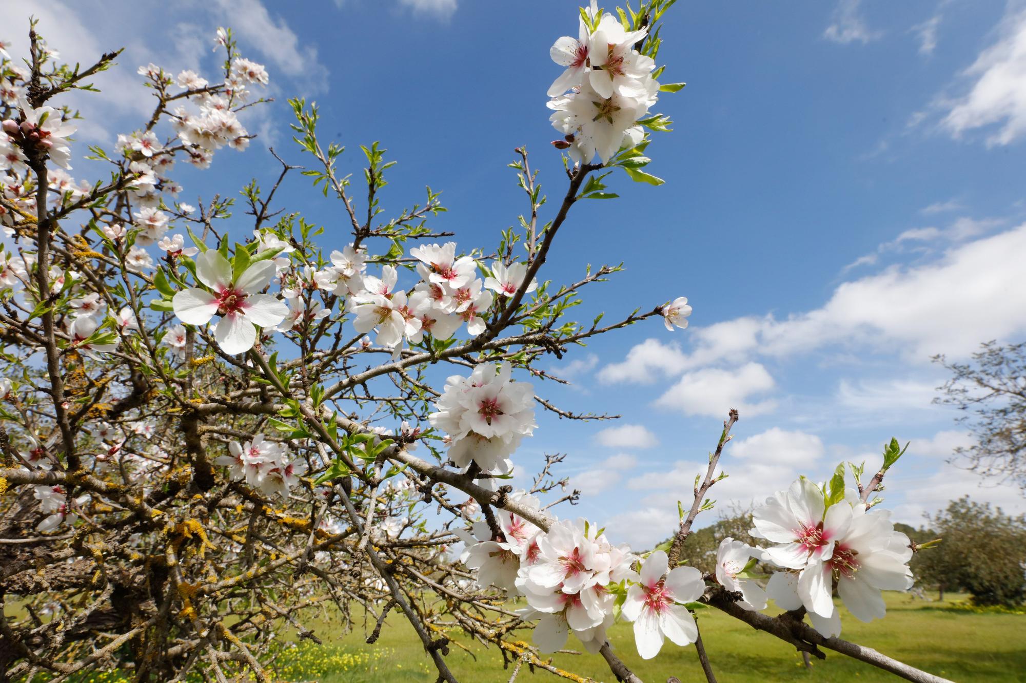 Almendros en flor cerca de Benimussa