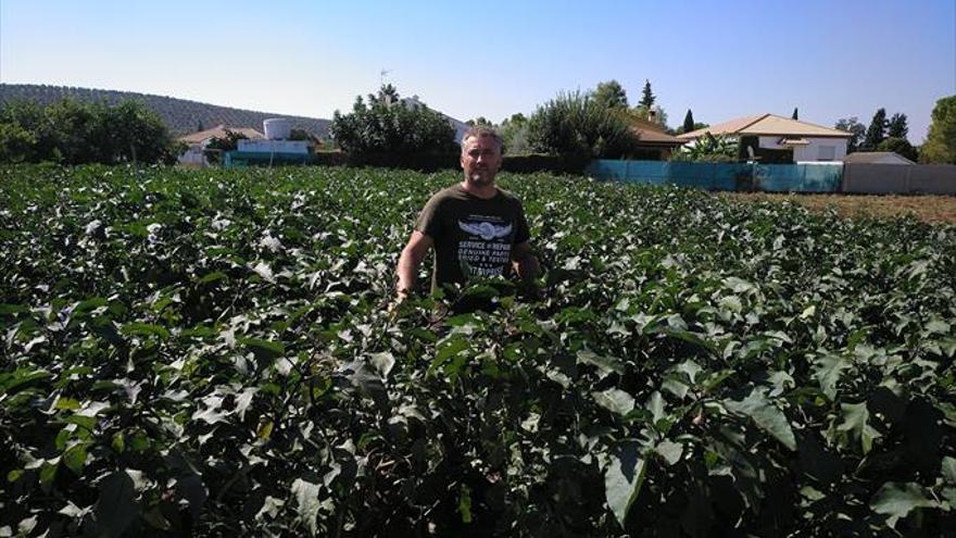 &quot;Los tomates de Alcolea no son rosas, son rojos&quot;