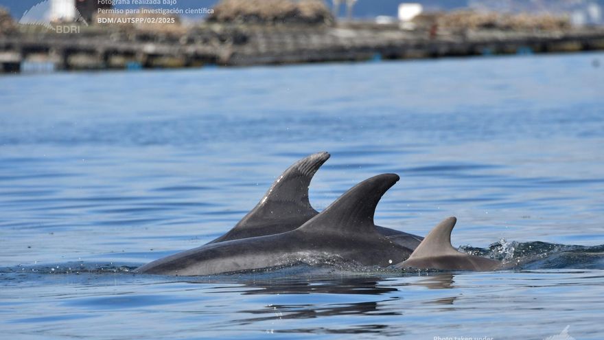 Época de cría en el mundo de los delfines