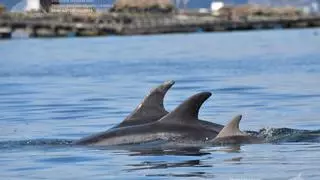 Época de cría en el mundo de los delfines