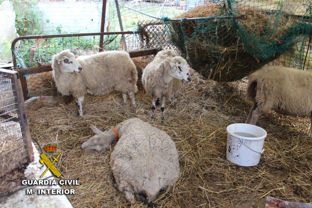 El Seprona localiza numerosos animales muertos y en mal estado en unos galpones de Ponte Caldelas