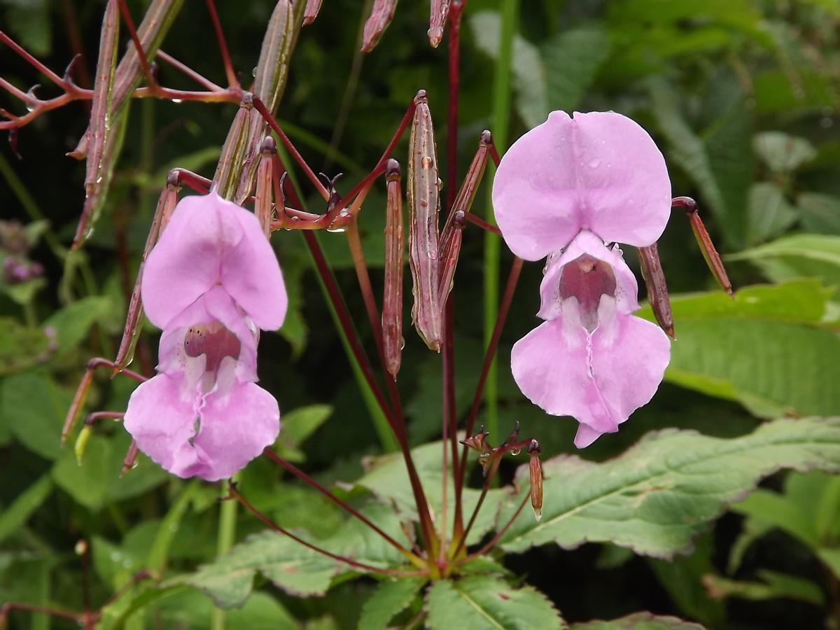 Impatiens glandulifera.