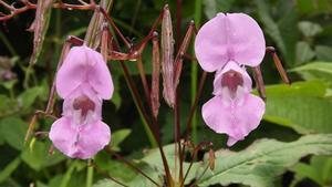 Impatiens glandulifera.