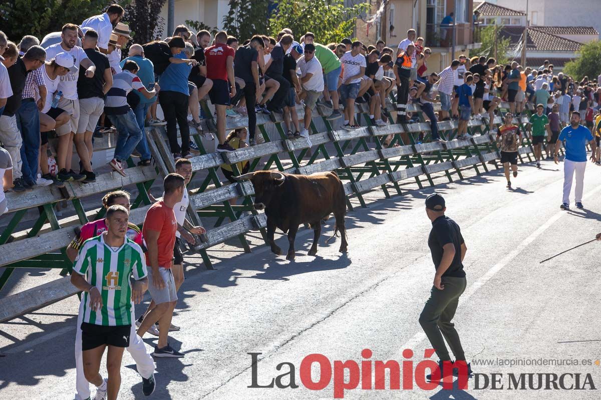 Quinto encierro de la Feria del Arroz de Calasparra