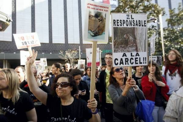 Clamor contra el maltrato animal