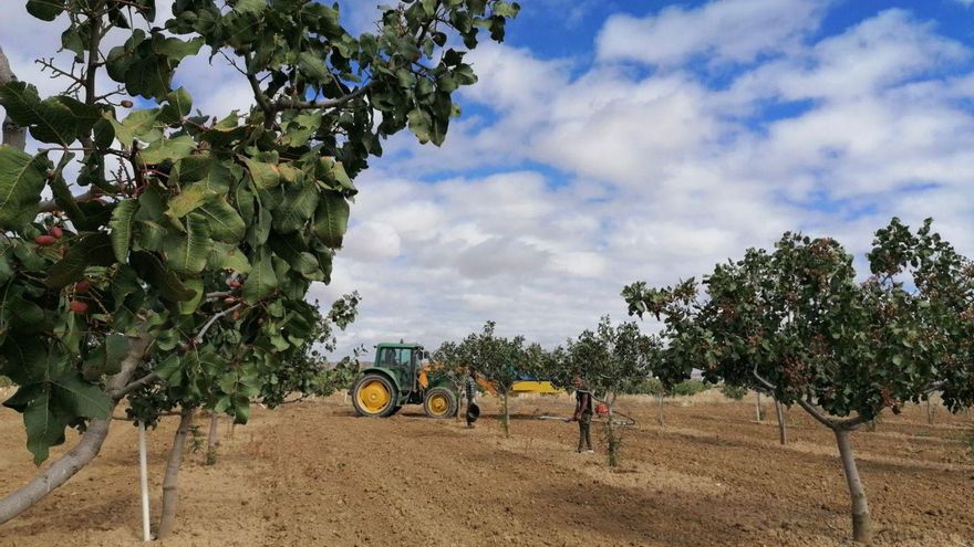 La cosecha de pistacho en Toro cae un 65%