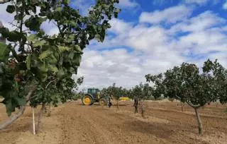 La cosecha de pistacho en Toro cae un 65%