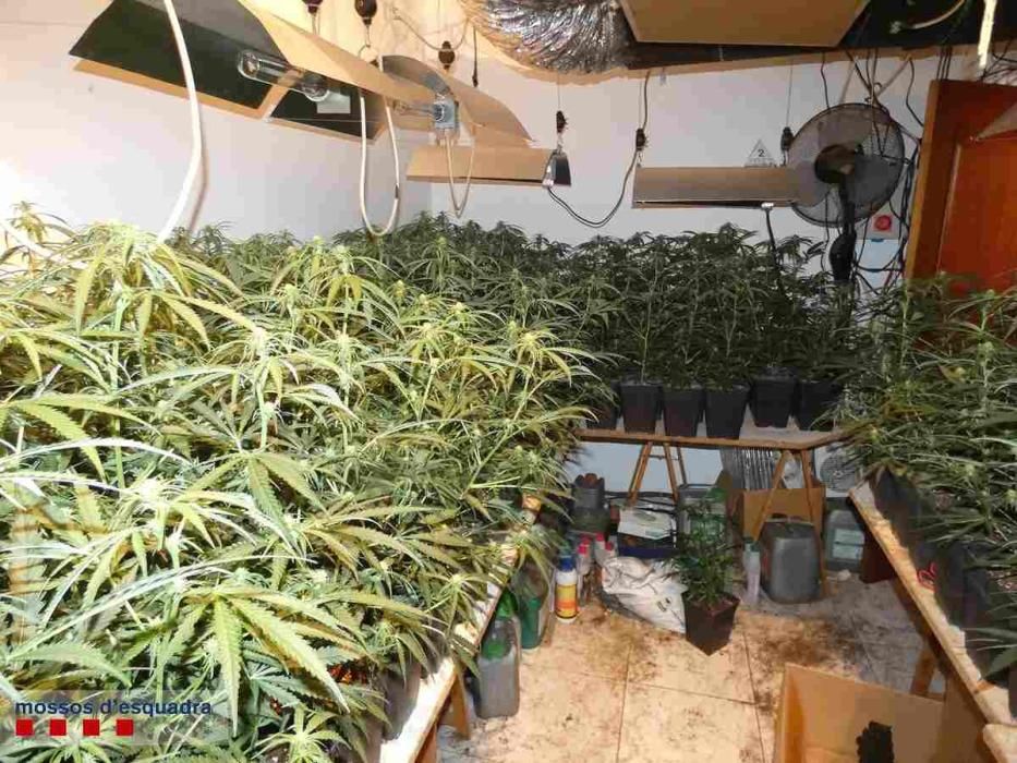 Troben 1,072 plantes de marihuana a Figueres