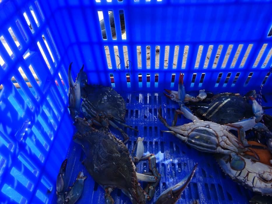 Los cangrejos invasores llegan a la playa de la Grava de Xàbia