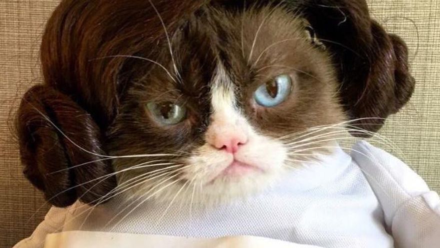 Mor Grumpy Cat, la famosa gata d&#039;Internet