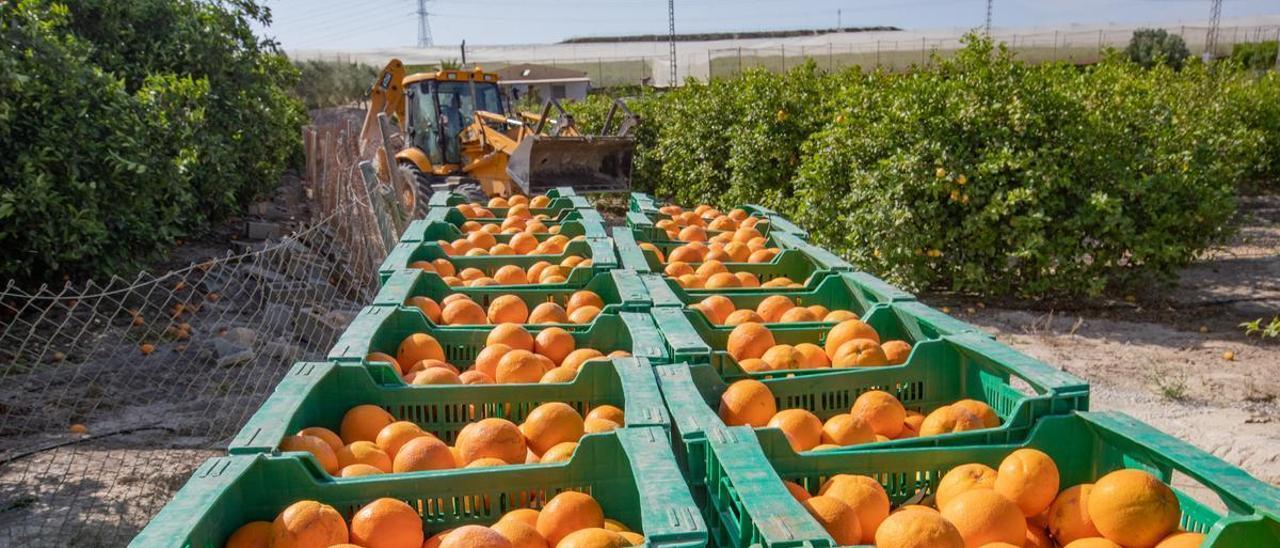 Recolección de naranjas en una explotación de la Vega Baja.