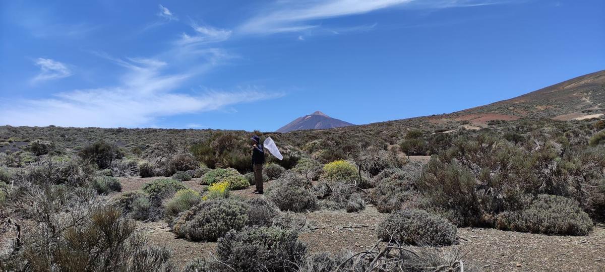 Tareas de muestreo en el Parque Nacional del Teide.