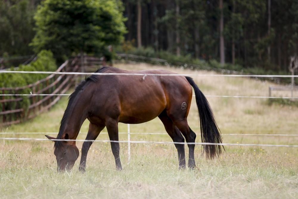 Cuadra equina Busto (Gozón)