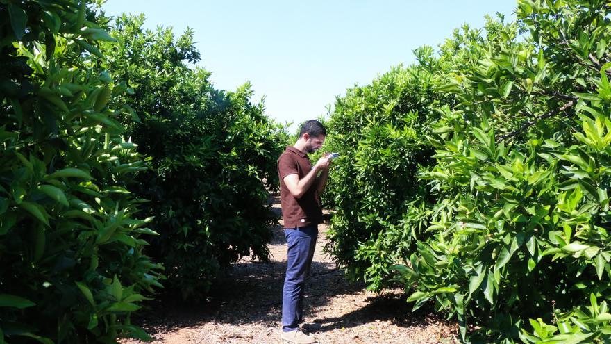 La cosecha citrícola volverá a ser corta en Castellón por el clima y el abandono de tierras