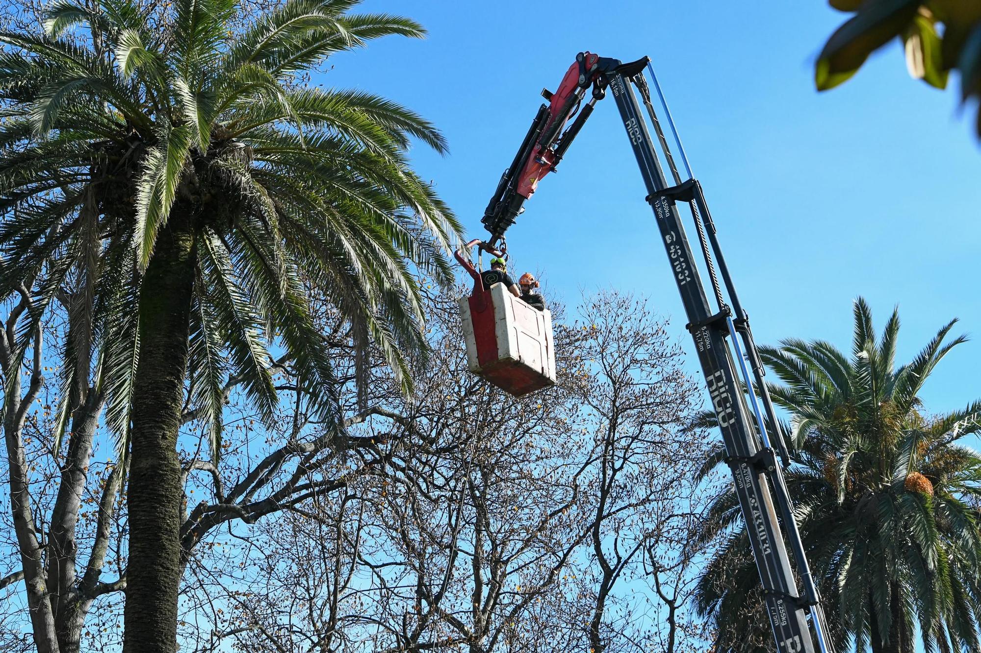 'Medicinas' contra el picudo rojo para las palmeras de A Coruña