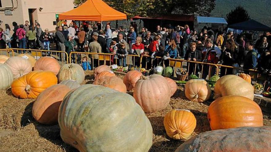 Mostra d&#039;algunes de les carbasses participants a la fira de l&#039;any passat